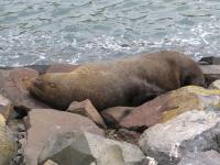 Albums/20060200-New Zealand 2006/20060314-Dunedin/53